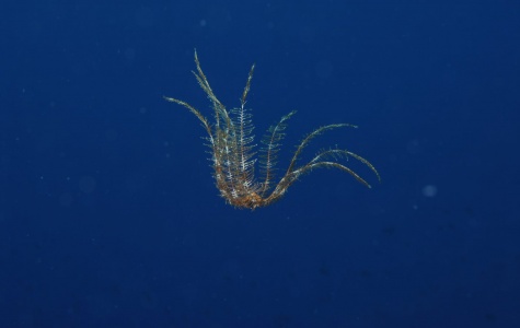 Sredozemna dlakavica (Antedon mediterranea)