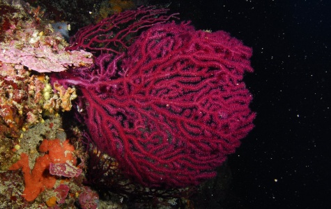 Velika rožnjača (Paramuricea clavata)
