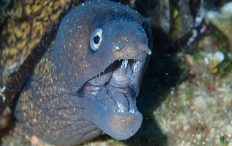 Murina (Muraena helena)​
